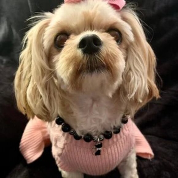 Mini Best Friend (10", 15") - Pet Necklace - Pet Accessories - Picture 2 of 4